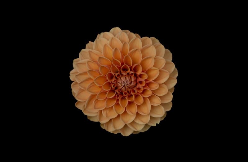 Hi res flower