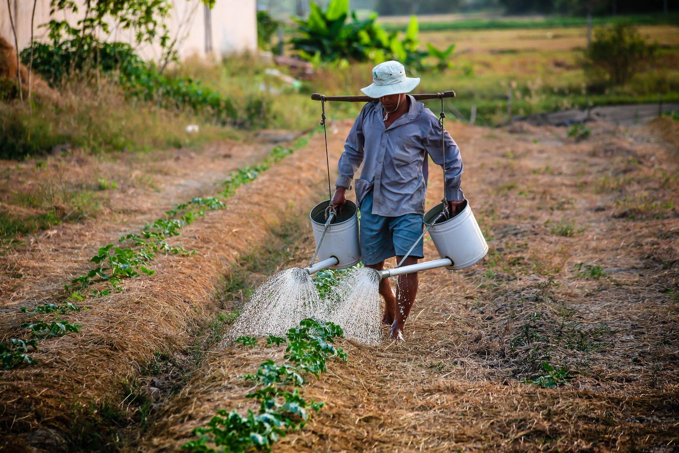 Man watering his crops